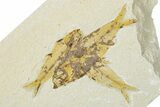 Shale With Three Fossil Fish (Knightia) - Wyoming #320396-1